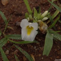 Curcuma oligantha Trimen
